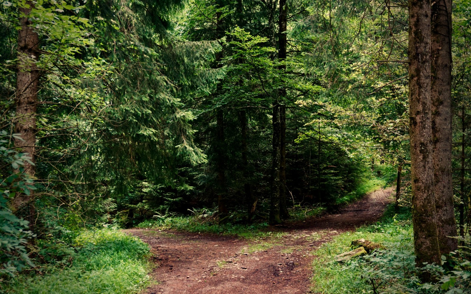 A dirt path through a green forest splitting into two directions.